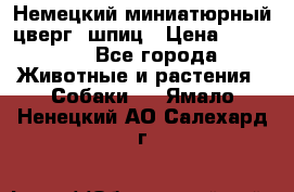 Немецкий миниатюрный(цверг) шпиц › Цена ­ 50 000 - Все города Животные и растения » Собаки   . Ямало-Ненецкий АО,Салехард г.